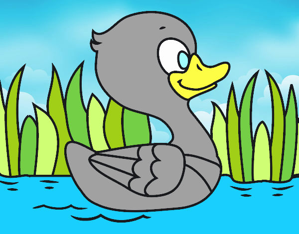 Patito de río