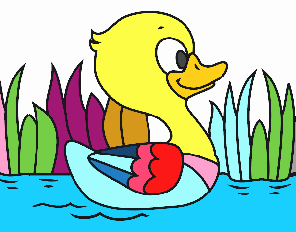 Patito de río