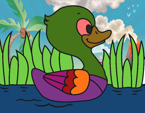 Patito de río