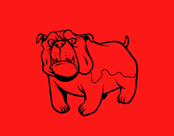 Perro bulldog inglés