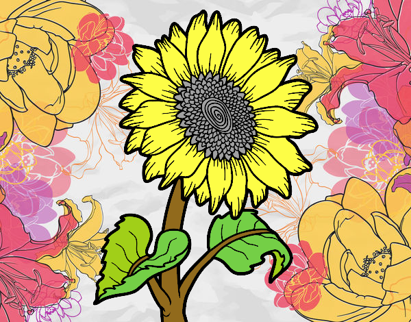 girasol