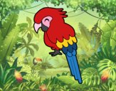 Guacamayo