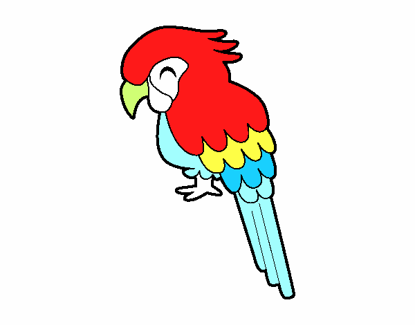 Guacamayo