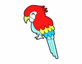 Guacamayo