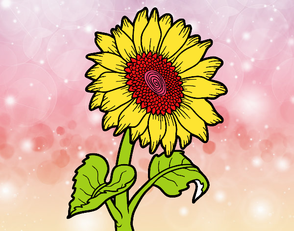 GIRASOL COLORIN