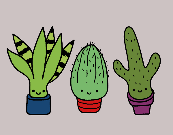 cactus bebés