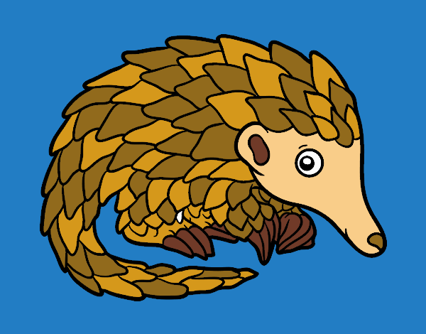 Pangolin