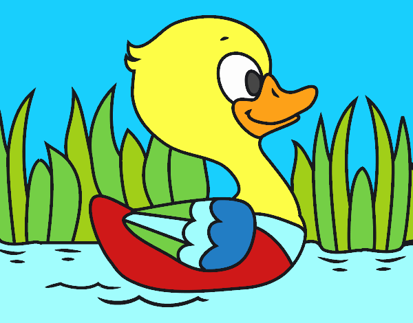 Patito de río