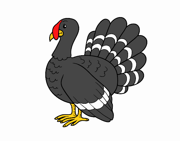 Pavo común