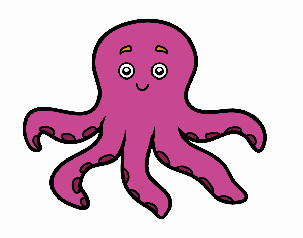 Pulpo