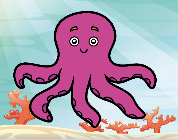 Pulpo