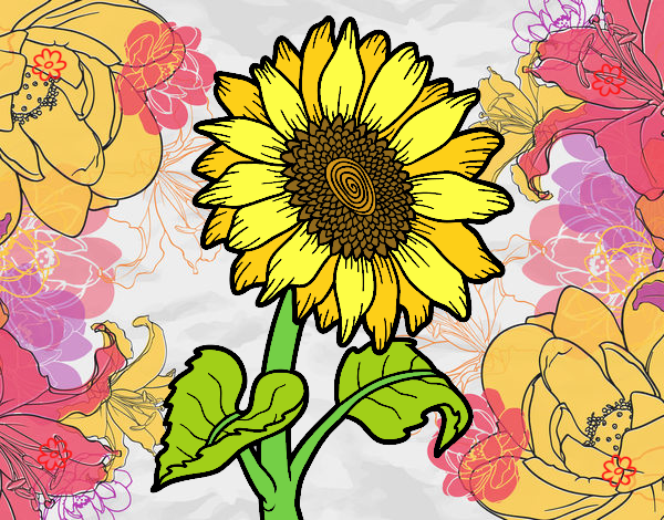 girasol