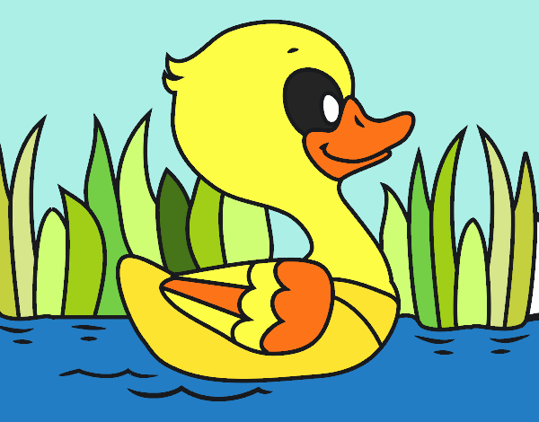 Patito de río