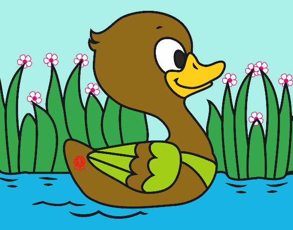 Patito de río