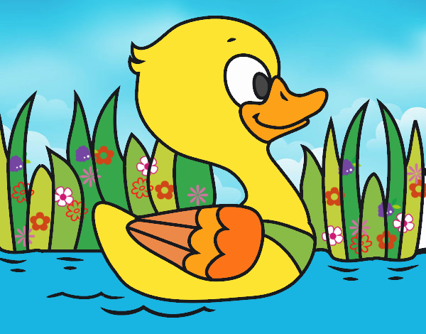 Patito de río