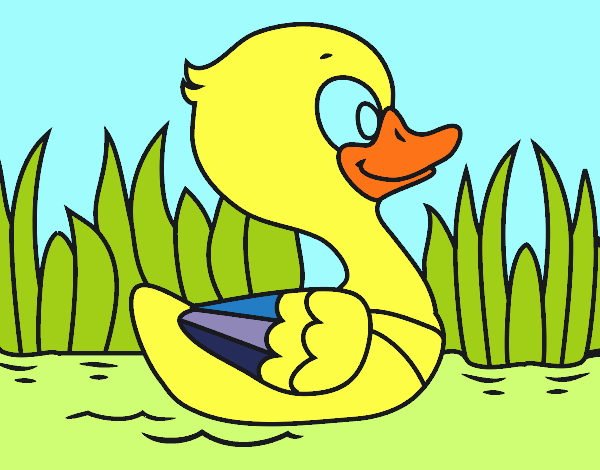 Patito de río