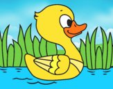 Patito de río