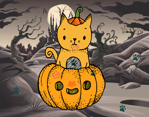 gato calabaza :D