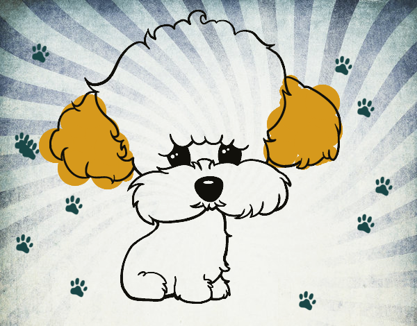 Cachorro de poodle