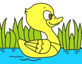 Patito de río