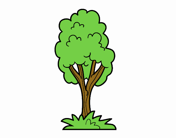 Mi árbol