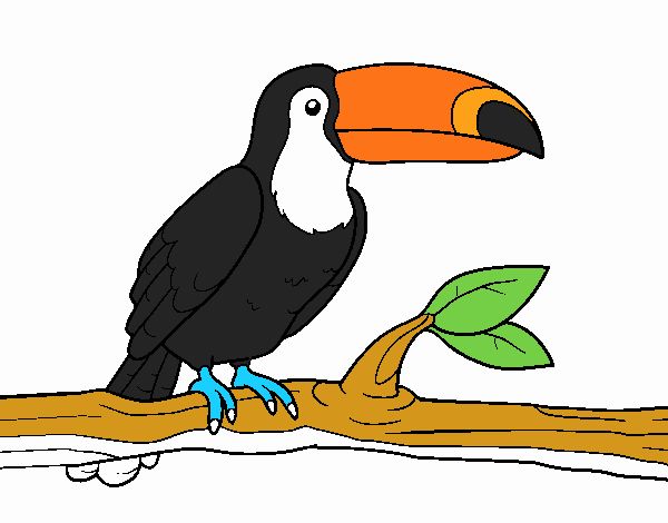 Tucan toco