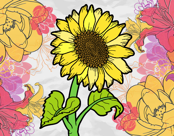 mi girasol 