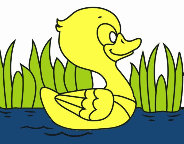 Patito de río