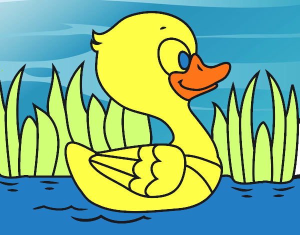 Patito de río