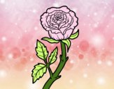 Rosa silvestre