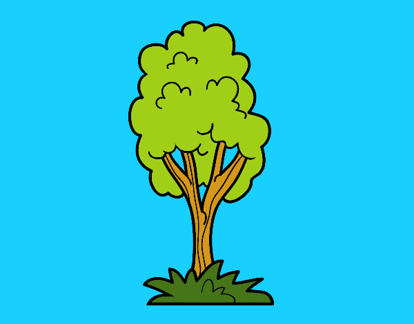 Un árbol de parque