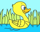 Patito de río