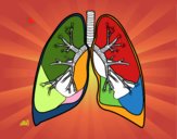 Pulmones y bronquios