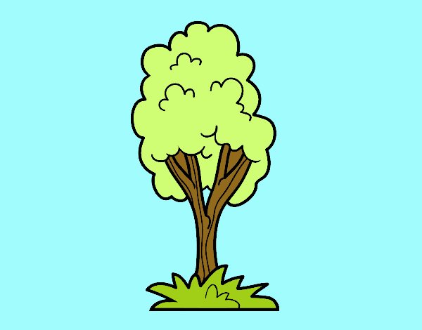 Un árbol de parque