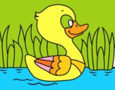 Patito de río