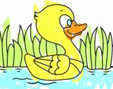 Patito de río