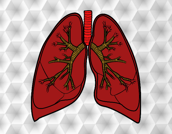 Pulmones y bronquios