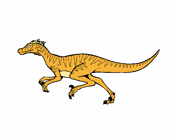 Velociraptor