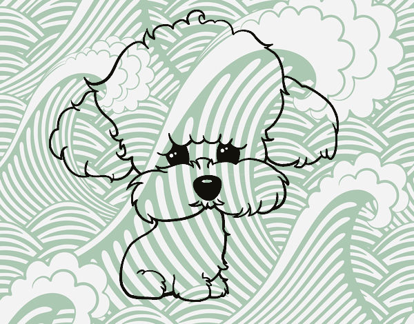 Cachorro de poodle