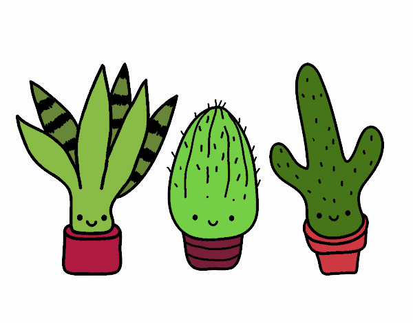 Mini cactus