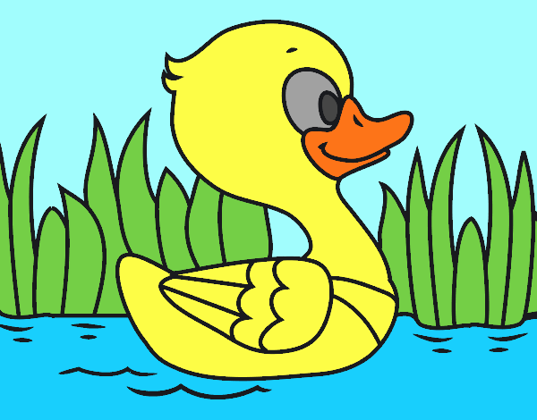 Patito de río