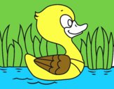 Patito de río