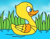 Patito de río