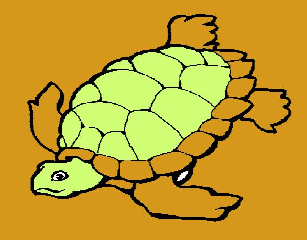 Tortuga