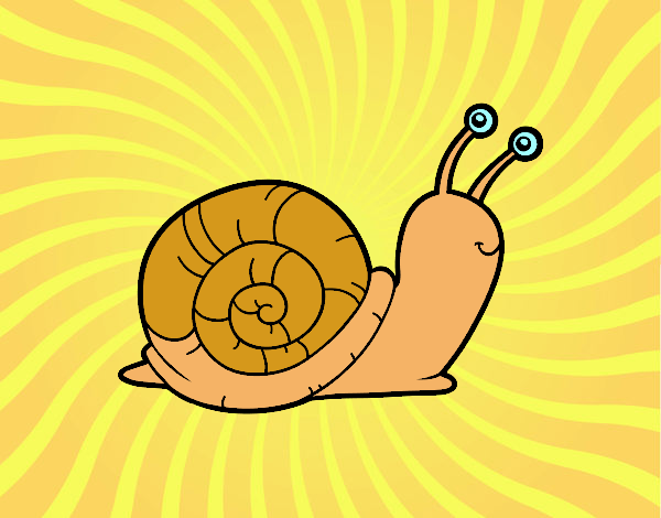 CARACOL