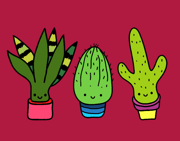 Mini cactus