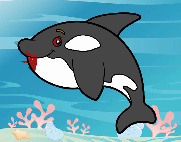 Orca joven