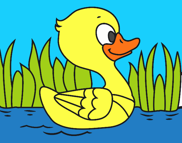 Patito de río