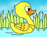 Patito de río