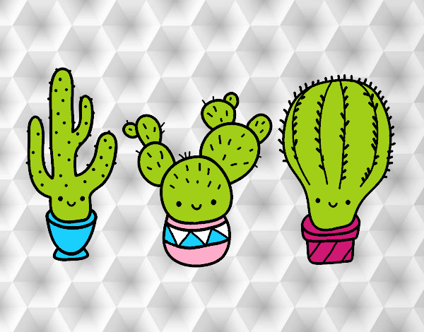 3 mini cactus